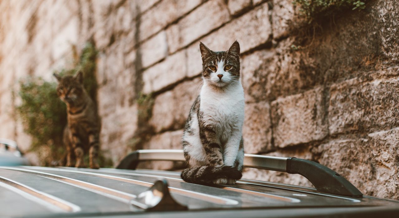 Cats on top of car